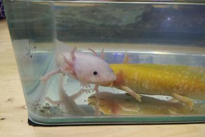 动物从水中提取氧气来呼吸 它们是如何做到的 手机新浪网