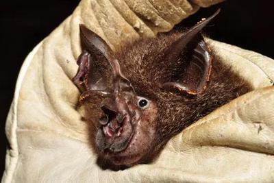 蝙蝠有什麼特別之處，能在體內藏這麼多致命病毒？