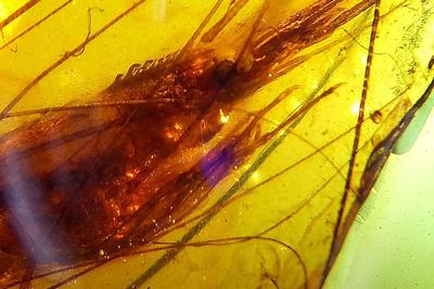 缅甸琥珀中首次发现虾类化石，将琥珀虾类的保存记录提前约8000万年