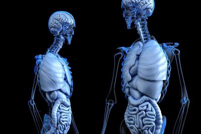 首个骨骼类器官诞生，它比其他类器官难在哪？