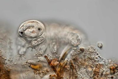 人类对缓步生物进行的五项"疯狂实验"|飞船|地球|生物_新浪科技_新浪网 - Vimarsana News