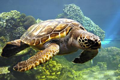 海洋生物也会淹死吗？|海洋生物|生物_新浪科技_新浪网 - Vimarsana News