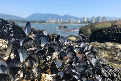 加拿大海岸持续高温，贝类被"煮熟"，数十亿海洋生物被热死！ - Vimarsana News