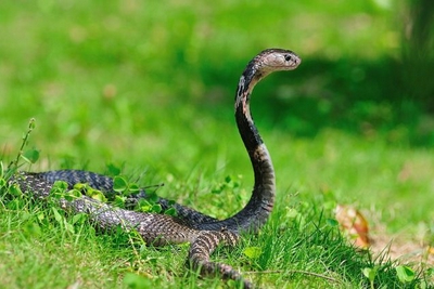 蛇既然没有耳朵，为什么“打草”会“惊蛇”