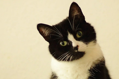 为什么黑白猫都是“上黑下白”？就不能反过来？