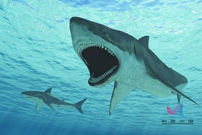 什么？四分之三的鲨鱼物种濒临灭绝？对人类也有极大威胁