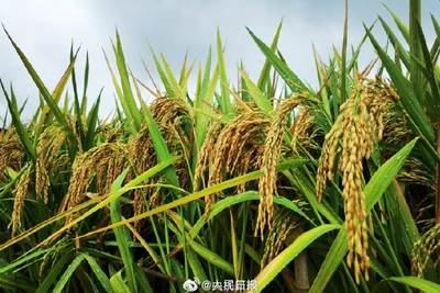 破纪录！袁隆平团队研发的杂交水稻双季测产1603.9公斤！