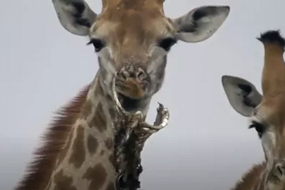 爱吸骨髓的除了人类，还有长颈鹿？