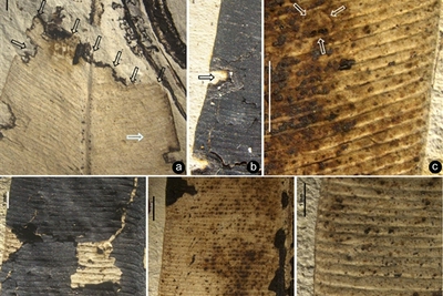 侏罗纪狭长焦带羽叶上发现3种不同昆虫咬痕