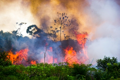 研究称2020年巴西野火致1690万动物死亡