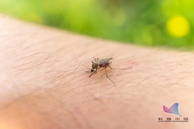 冬天的蚊子真的远离我们了么？真相是……