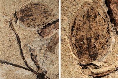 内蒙古发现全球最早侏罗纪花蕾