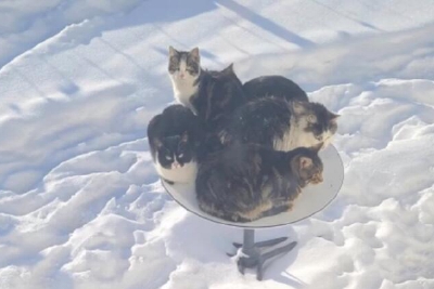 马斯克“卫星锅”成猫咪取暖器 工程师：猫是暖和了网速慢得让人抓狂