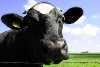 土耳其农场主给奶牛戴VR眼镜，让奶牛以为置身草原以增加产奶量