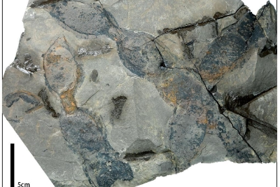 研究人员发现1000万年前的“豆角”化石 不可被人类食用