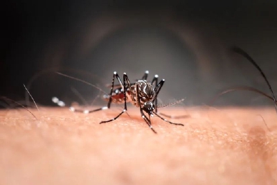 蚊子吸血行径加倍凶残，被病毒控制的它也忍不住呀！