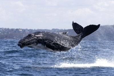 我国沿海群发性鲸类搁浅，人为水体噪音或是最大诱因