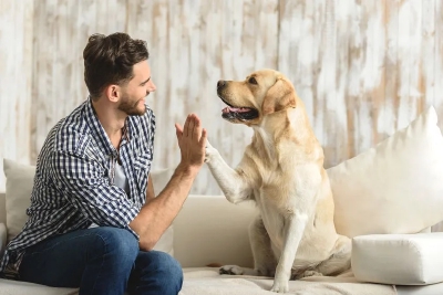 聪明狗狗：科学家首次证明，它们能辨别你在说“外语”