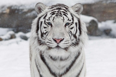 为什么有的老虎是白色的？背后的真相很少有人知道…