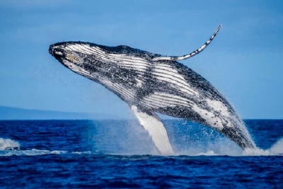 跨过海洋只为找到你：研究发现座头鲸会跋涉6000公里寻找伴侣