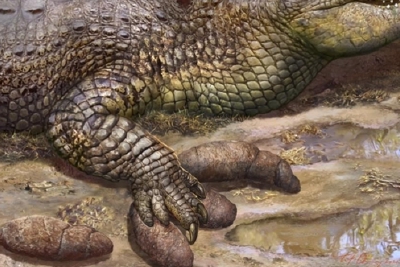 古生物学家发现世界首例鳄鱼足印粪化石