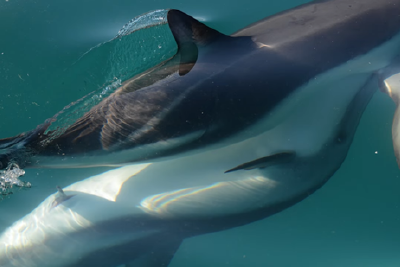 研究雌海豚的生殖器官,是种什么样的体验?