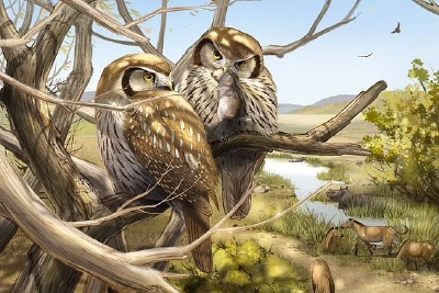 600万年前的猫头鹰不上夜班 它们白天活动