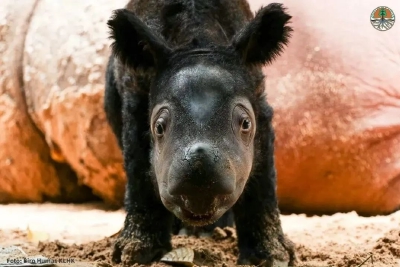 仅存30头的苏门答腊犀，最近迎来了新生儿！