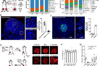 治癌新方向：杀死胞内菌抑制癌转移 科学家证实肿瘤菌群重要生理功能