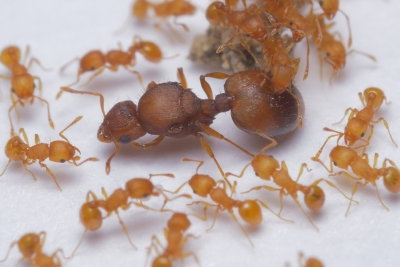 首次记录！我国大陆新发现的著名入侵物种小火蚁为何要警惕？
