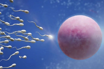 《科学》突破：用干细胞制造可育精子，不育大鼠也有了健康后代！