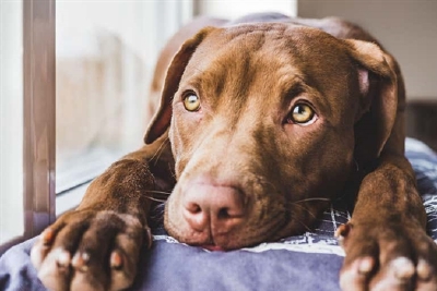 为什么人类更喜欢狗？因为狗有特殊的“表情肌肉”