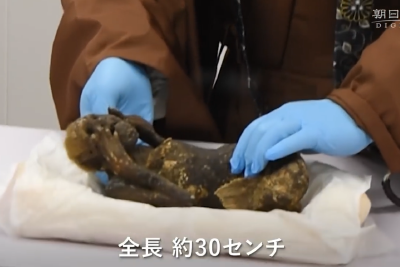 日本著名美人鱼木乃伊确认造假！只是猴子和鱼的混合体