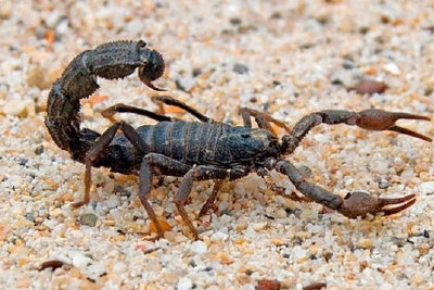新研究发现体型小的蝎子更毒