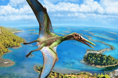 香港中文大学研究：1.5亿年前小型翼龙已能水面起飞
