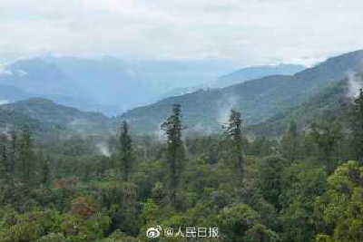 76.8米！西藏发现中国大陆已知最高的树