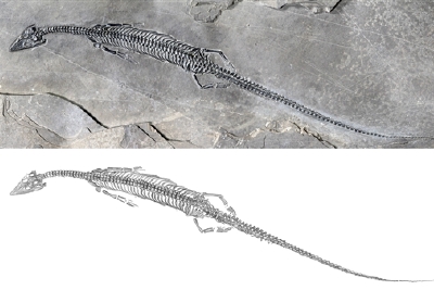 红河首现2亿年前尾巴最长肿肋龙类化石