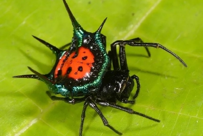 为了避免被"老婆"吃掉,这些公蜘蛛想出了各种神奇操作