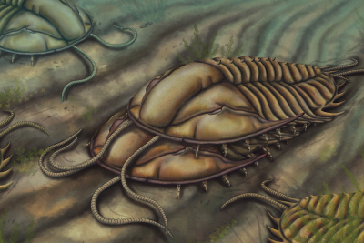 科学家发现史前三叶虫的“交配证据”！