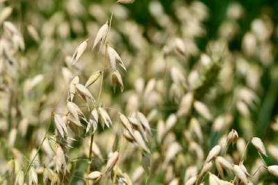 吃燕麦好处居然这么多！《自然》新研究第一次把燕麦看得清清楚楚