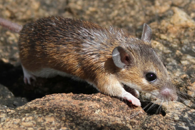 哺乳动物也能再生？这种小型鼠类或许是未来医学革命的关键