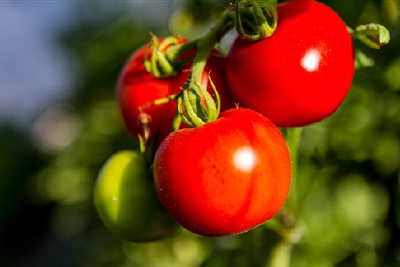 科学家把西红柿变成了维生素D的丰富来源