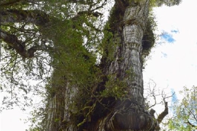 世界上最古老的树生长在智利峡谷 树龄可能超过5000岁