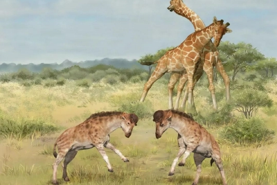 长颈鹿脖子为什么这么长？中国科学家最新《科学》揭晓全新答案