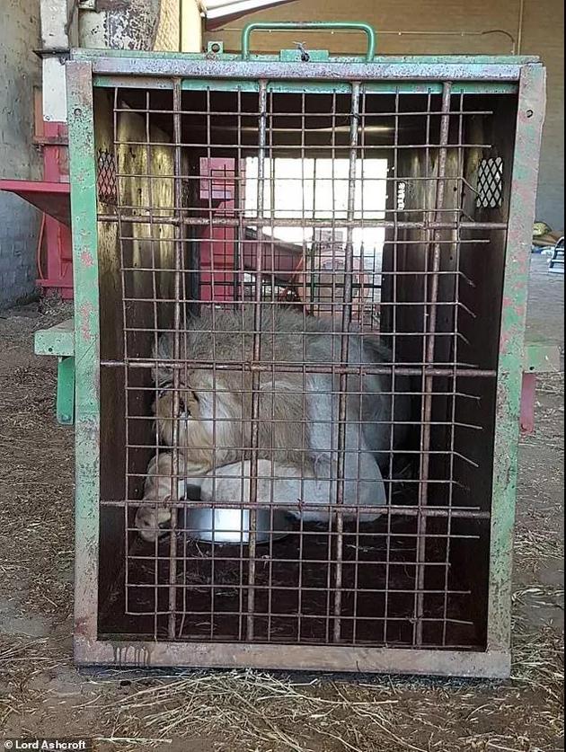 　　这头狮子被关押在狭小的笼子中，本来难逃被屠杀的命运，幸而得到了动物保护人士的解救。但它成千上万的同胞们就没有这么幸运了