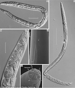 一支微生物研究团队宣称成功复活了远古冰冻线虫，这是最不同寻常的突破性进展，这些线虫在西伯利亚冻土层冰冻了4.1万年时间。