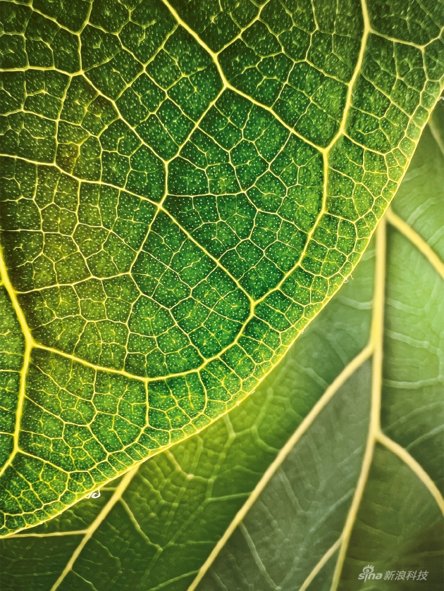 《Leaf Illumination》（琴叶榕），由 Trevor Collins 拍摄