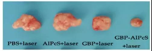 四组实验后肿瘤的状态（图片来源：论文）