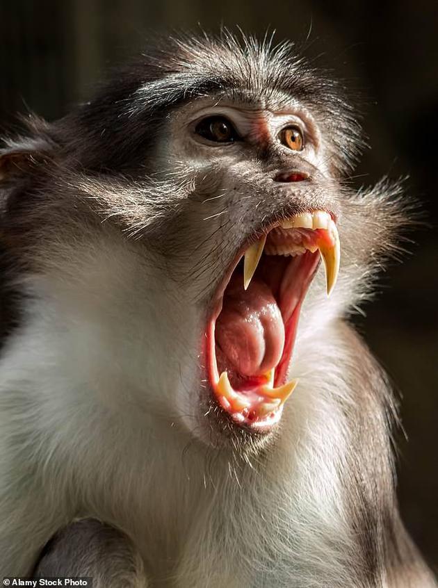 近日，英国出现第三例猴天花病例，患者是一位女性医院护工，进一步进大了人们对猴天花的恐惧感。