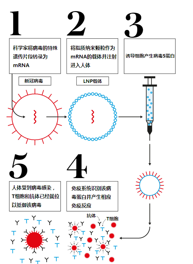 mRNA疫苗工作机制 图片来源：The Telegraph